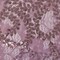 1 Yard Wisteria Stretch Lace Sequin Fabric 36" x 50" Length by Width